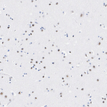 TDP-43 Antibody in Immunohistochemistry (Paraffin) (IHC (P))