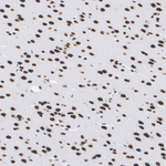 TDP-43 Antibody in Immunohistochemistry (Paraffin) (IHC (P))