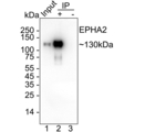 EphA2 Antibody in Immunoprecipitation (IP)