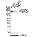 EphA2 Antibody in Western Blot (WB)
