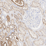Osteopontin Antibody in Immunohistochemistry (Paraffin) (IHC (P))
