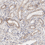 TGF beta-3 Antibody in Immunohistochemistry (Paraffin) (IHC (P))