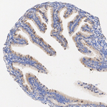 TGF beta-3 Antibody in Immunohistochemistry (Paraffin) (IHC (P))