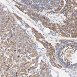 TGF beta-3 Antibody in Immunohistochemistry (Paraffin) (IHC (P))