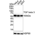 TGF beta-3 Antibody in Western Blot (WB)