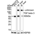 TGF beta-3 Antibody in Western Blot (WB)