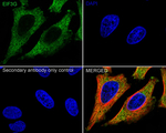 eIF3g Antibody in Immunocytochemistry (ICC/IF)