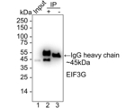 eIF3g Antibody in Immunoprecipitation (IP)