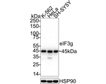 eIF3g Antibody in Western Blot (WB)