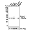 RBMX2 Recombinant Rabbit Monoclonal Antibody (PSH09-47)