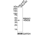RBMX2 Antibody in Western Blot (WB)