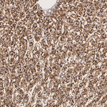 SEC61B Antibody in Immunohistochemistry (Paraffin) (IHC (P))