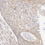 SEC61B Antibody in Immunohistochemistry (Paraffin) (IHC (P))