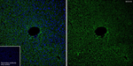 SEC61B Antibody in Immunohistochemistry (Paraffin) (IHC (P))