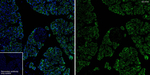 SEC61B Antibody in Immunohistochemistry (Paraffin) (IHC (P))