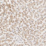 SEC61B Antibody in Immunohistochemistry (Paraffin) (IHC (P))