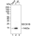 SEC61B Antibody in Immunoprecipitation (IP)