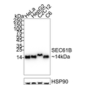 SEC61B Antibody in Western Blot (WB)