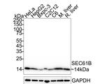 SEC61B Antibody in Western Blot (WB)
