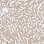 CCS Antibody in Immunohistochemistry (Paraffin) (IHC (P))