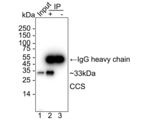 CCS Antibody in Immunoprecipitation (IP)
