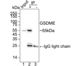 DFNA5 Antibody in Immunoprecipitation (IP)