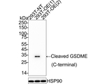 DFNA5 Antibody in Western Blot (WB)