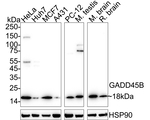 GADD45B Antibody in Western Blot (WB)