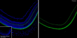 PDC Antibody in Immunohistochemistry (Frozen) (IHC (F))