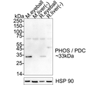 PDC Antibody in Western Blot (WB)