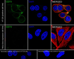 CD73 Antibody in Immunocytochemistry (ICC/IF)