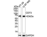 CD73 Antibody in Western Blot (WB)