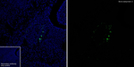 Bone SialoProtein 2 Antibody in Immunohistochemistry (Frozen) (IHC (F))