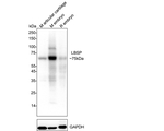 Bone SialoProtein 2 Antibody in Western Blot (WB)