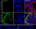 NANOS3 Antibody in Immunocytochemistry (ICC/IF)