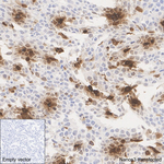NANOS3 Antibody in Immunohistochemistry (Paraffin) (IHC (P))