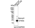NANOS3 Antibody in Western Blot (WB)
