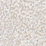 DHODH Antibody in Immunohistochemistry (Paraffin) (IHC (P))