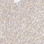 DHODH Antibody in Immunohistochemistry (Paraffin) (IHC (P))