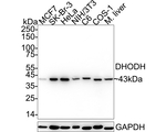 DHODH Antibody in Western Blot (WB)