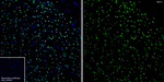 MYT1L Antibody in Immunohistochemistry (Frozen) (IHC (F))
