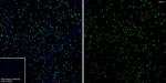 MYT1L Antibody in Immunohistochemistry (Frozen) (IHC (F))