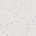 MYT1L Antibody in Immunohistochemistry (Paraffin) (IHC (P))