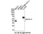 Nectin 4 Antibody in Western Blot (WB)