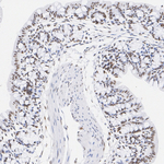 SSRP1 Antibody in Immunohistochemistry (Paraffin) (IHC (P))