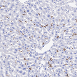 CSF1R Antibody in Immunohistochemistry (Paraffin) (IHC (P))