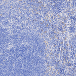 CSF1R Recombinant Rabbit Monoclonal Antibody (PSH09-77)