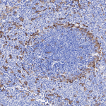 CSF1R Antibody in Immunohistochemistry (Paraffin) (IHC (P))