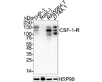 CSF1R Antibody in Western Blot (WB)