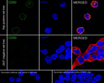 CD80 Antibody in Immunocytochemistry (ICC/IF)